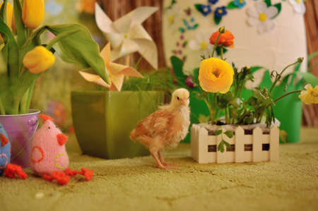 against the colors yellow chick with knitted chicks