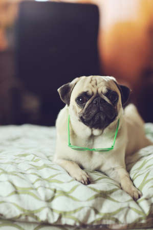 lying on a soft bed puppy pug in sunglassesの写真素材