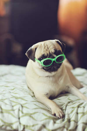 lying on a soft bed puppy pug in sunglassesの写真素材