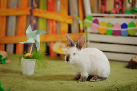 Easter composition with eggs and rabbit on grassの写真素材