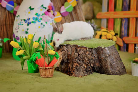 Easter composition with eggs and rabbit on grassの写真素材