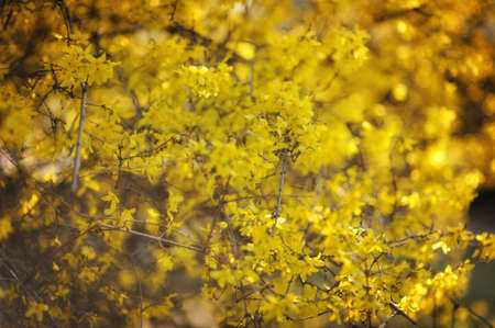 full frame background of a forsythia shrubの写真素材