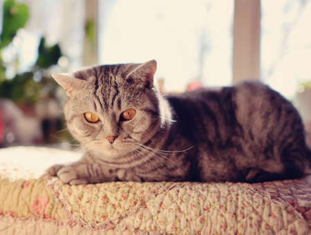 close-up against the window there is a big gray cat with yellow eyesの写真素材