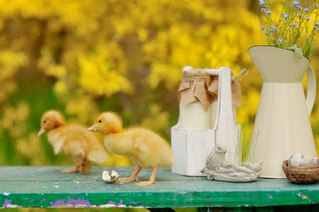 on a yellow background fluffy ducklings on a green benchの写真素材