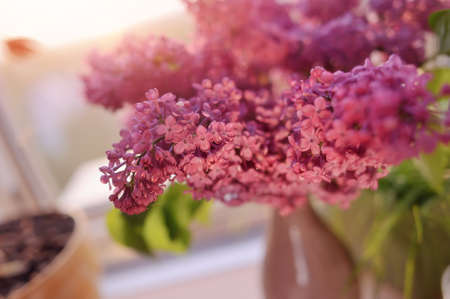 close-up of the sun in a vase bouquet of purple lilacsの写真素材