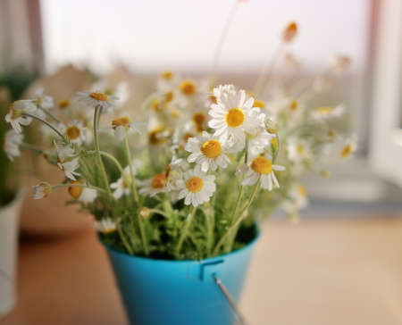 against the background of an open window in a blue bucket bouquet of wild daisiesの写真素材