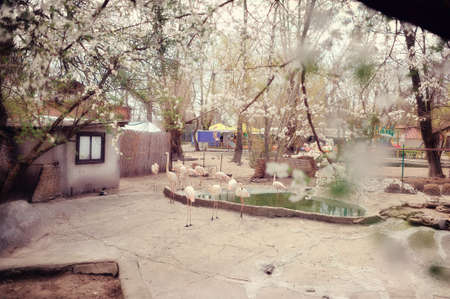 near the pond at the zoo walking group of pink flamingosの写真素材