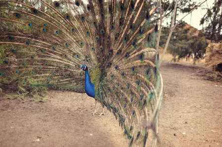 beautiful peacock walking in nature with full-blown tail