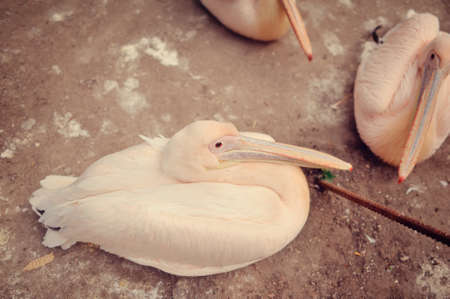 the zoo is walking a group of large pink pelicansの写真素材