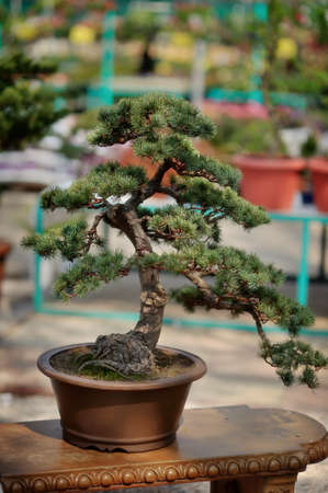 Chinese decorative bonsai tree in a beautiful potの写真素材