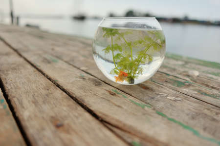 on the banks of the river on a wooden bridge is a round aquarium goldfishの写真素材