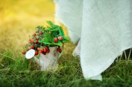 on the green grass is watering can with a bush of ripe strawberriesの写真素材