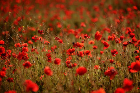 against the background of the field of red poppies beautiful sunsetの写真素材