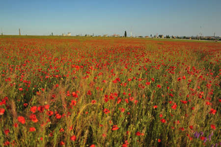 against the background of the field of red poppies beautiful sunsetの写真素材