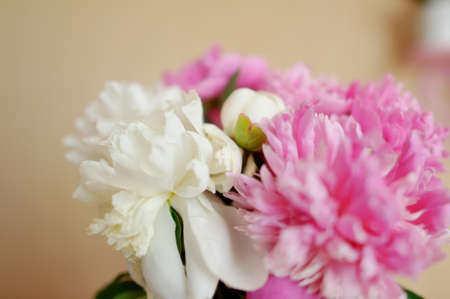 close-up on a light background concrete white and pink peoniesの写真素材