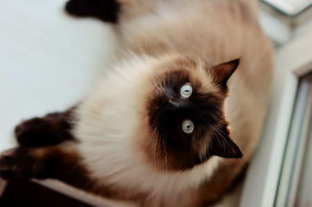 on the window sill is a beautiful cat with a white wool , a black muzzle and black legsの写真素材
