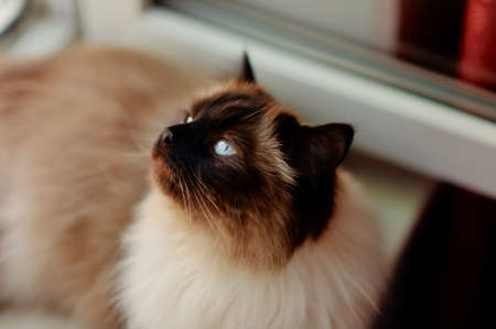 on the window sill is a beautiful cat with a white wool , a black muzzle and black legsの写真素材