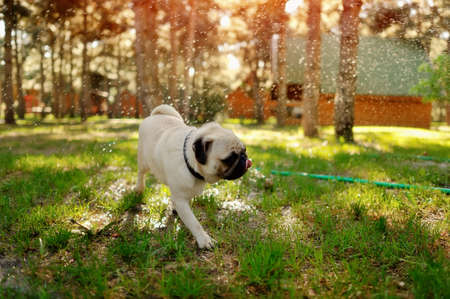 on the green grass dog breed pug playing with waterの写真素材