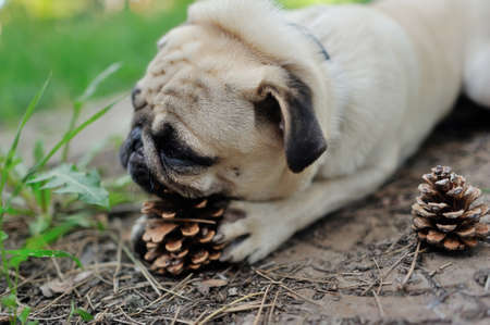 on the nature of the dog breed pug beige color playing with a pine coneの写真素材