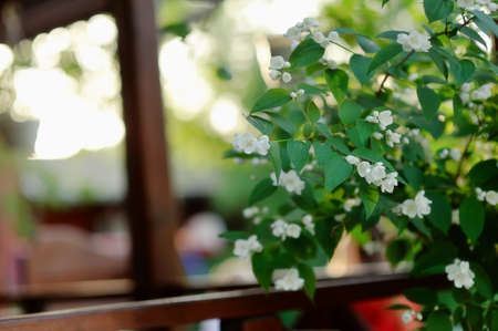 in the foreground branches blooming jasmine bush with white flowersの写真素材