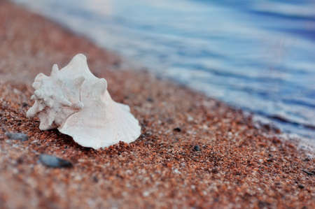 on the beach against the sea lies the beautiful white shellの写真素材