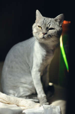 on a black background close-up sitting cropped gray British catの写真素材