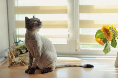 sitting on the window cropped gray cat British breed and near a bouquet of flowersの写真素材