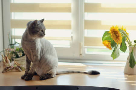 sitting on the window cropped gray cat British breed and near a bouquet of flowersの写真素材