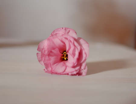 on a light background is a beautiful pink flower budの写真素材