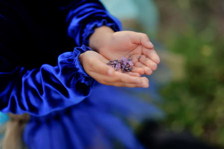 close-up of children s hands hold in the palms of lavender petalsの写真素材