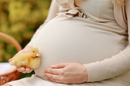 pregnant woman belly and in the hands of yellow ducklingの写真素材