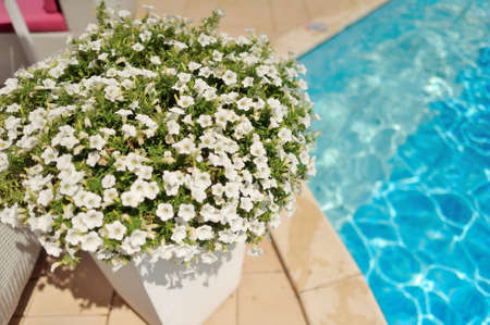 the azure blue pool water on the background of beautiful flowers of petunia