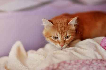 beautiful red cat on the bed looking mouseの写真素材