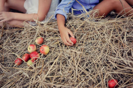 In the summer on dry hay scattered ripe red applesの写真素材