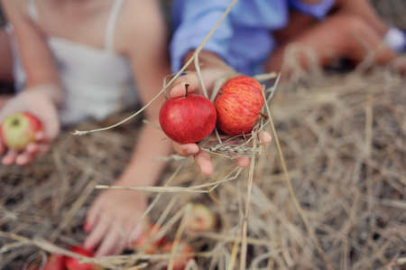In the summer on dry hay scattered ripe red applesの写真素材