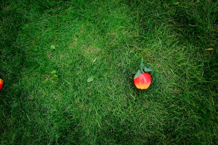 one red ripe apple lying on green grass