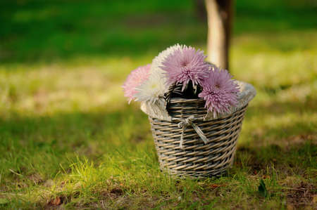 close-up of a wicker basket with white chrysanthemumsの写真素材