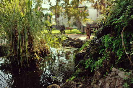 beautiful landscape in the park pond with liliesの写真素材