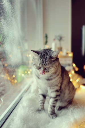 window with a winter pattern and lights sitting cat British breed