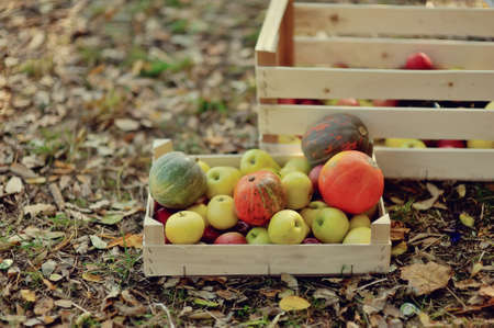 on the grass is a wooden box with ripe apples and pumpkinの写真素材