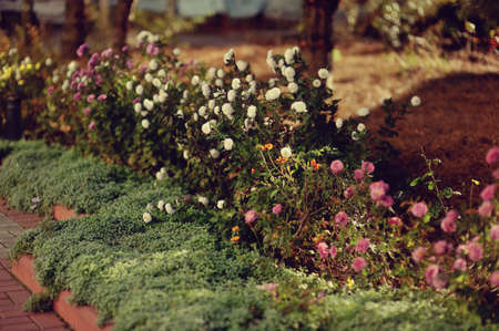 in the park landscape of green bushes and colorful flowersの写真素材