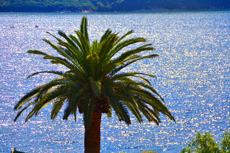 beautiful blue sea with reflections and green palm