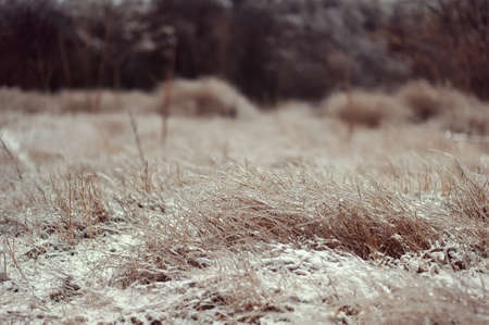 nature, winter forest with frozen glass as grass and bushesの写真素材