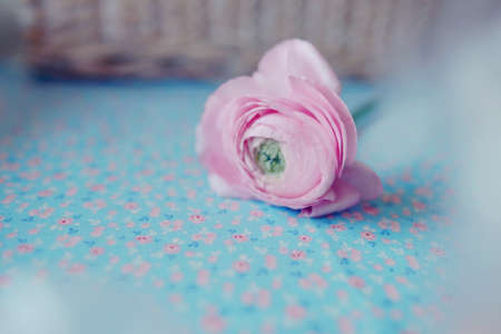 pink peony bud の写真素材