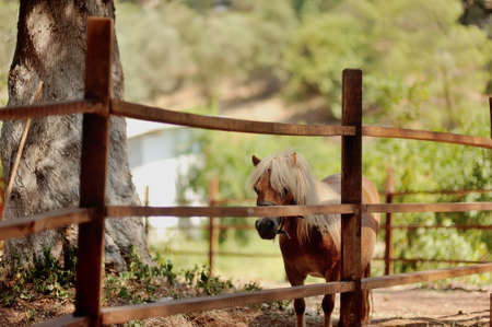 at the zoo behind a wooden fence stands with white mane ponyの写真素材