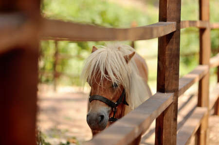 at the zoo behind a wooden fence stands with white mane ponyの写真素材