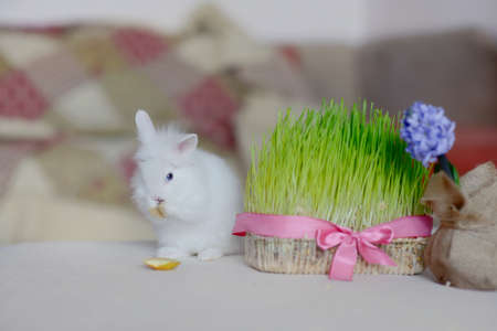 small fluffy rabbit sits near green grass and hyacinth