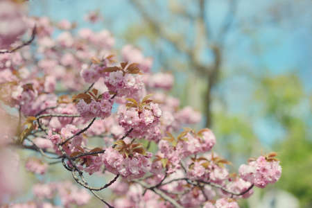 against the blue sky in the garden branch with cherry blossomsの写真素材