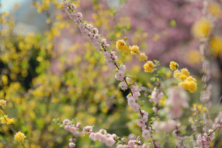 Spring flowering garden and a branch with pink sakura flowersの写真素材