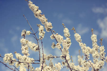 in April against the sky beautiful cherry blossomsの写真素材